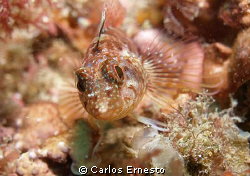 Black faced blenny (female). Tripterigion delaisi by Carlos Ernesto 